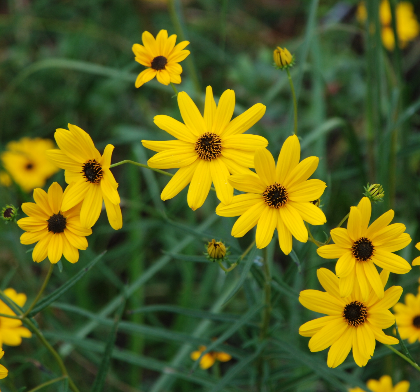 Roadside Beauty