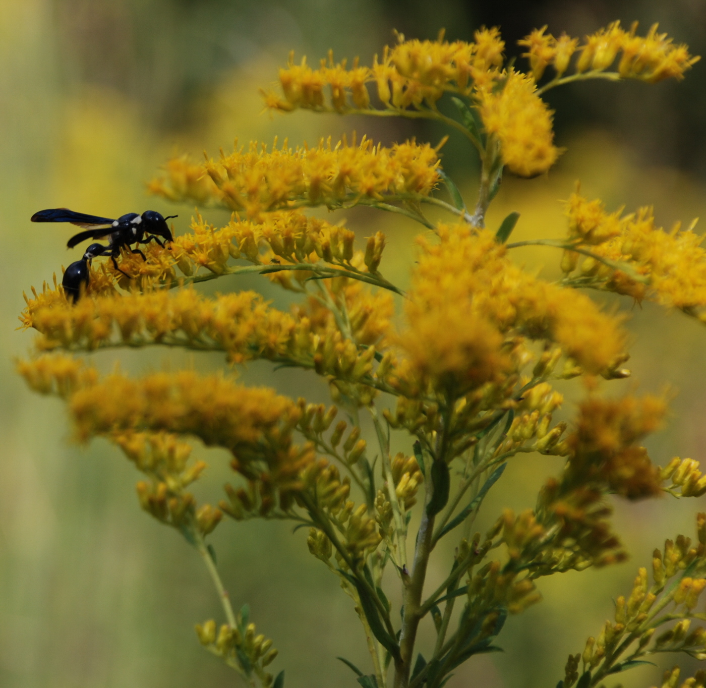 Goldenrod and friend