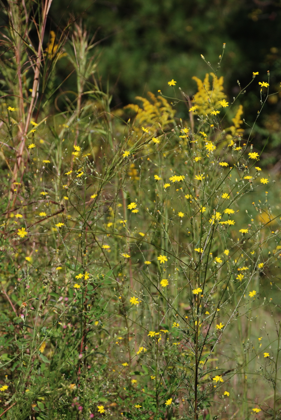 Fall Flora in Florida