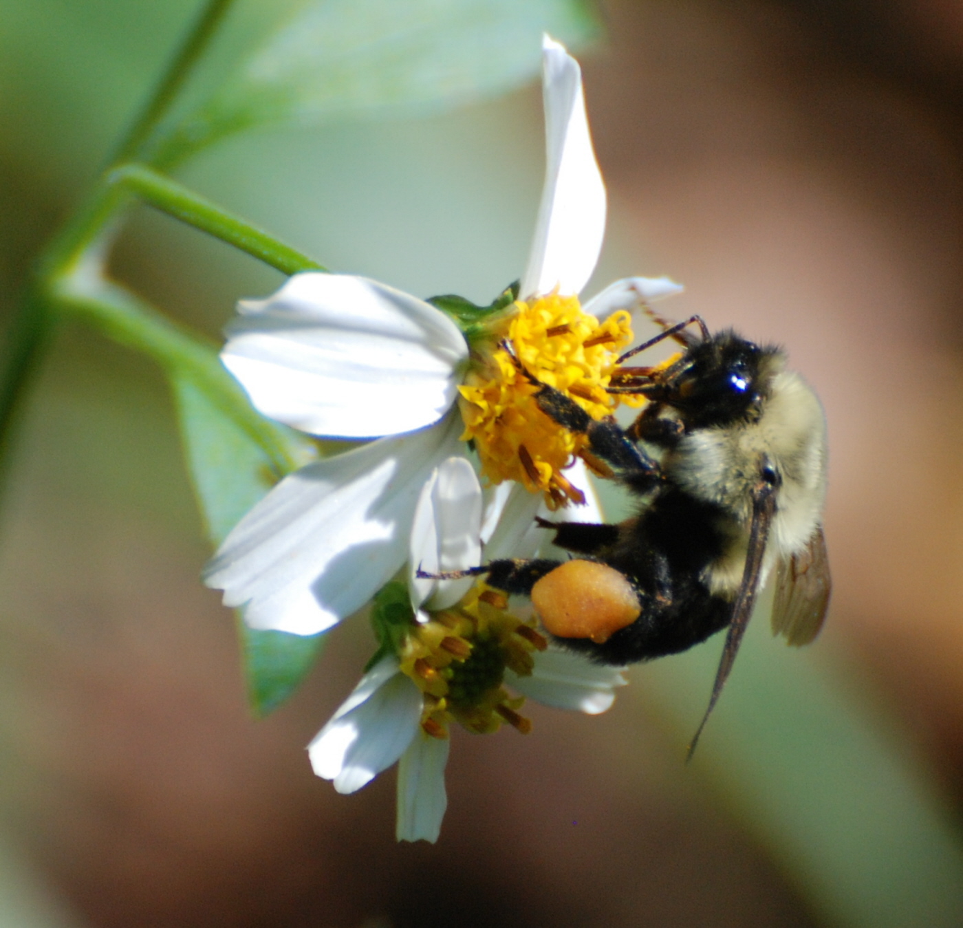 BUMBLE BUG