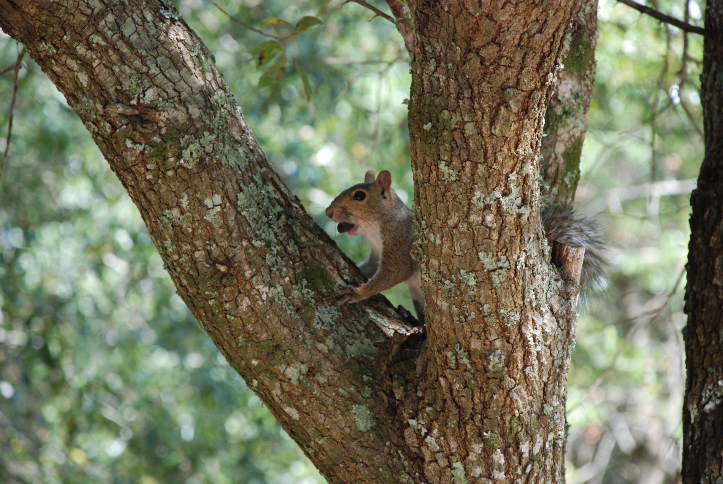 NUTS