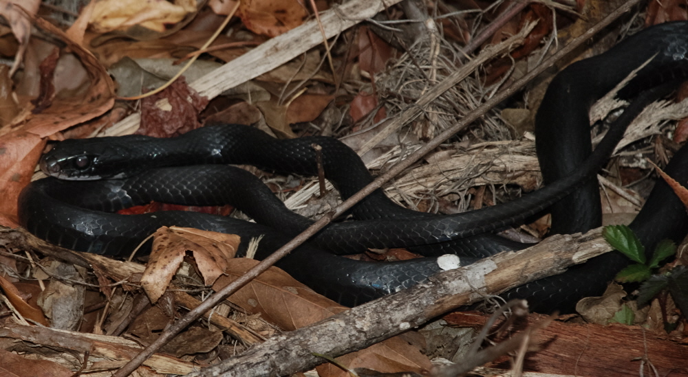 Black Racer sunning