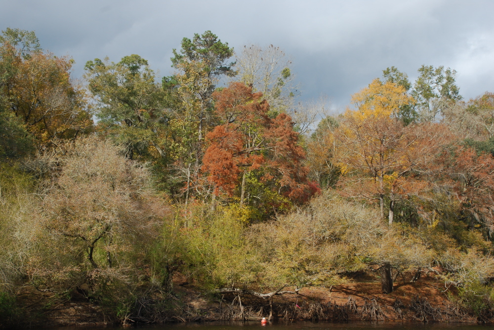 Fall on the Suwannee River