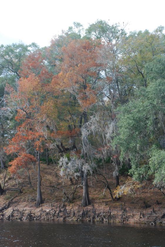 Fall on the Suwannee River