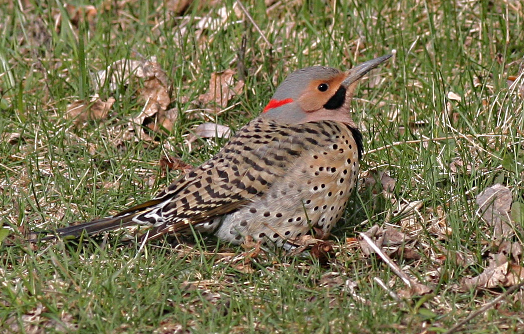 Flicker in field