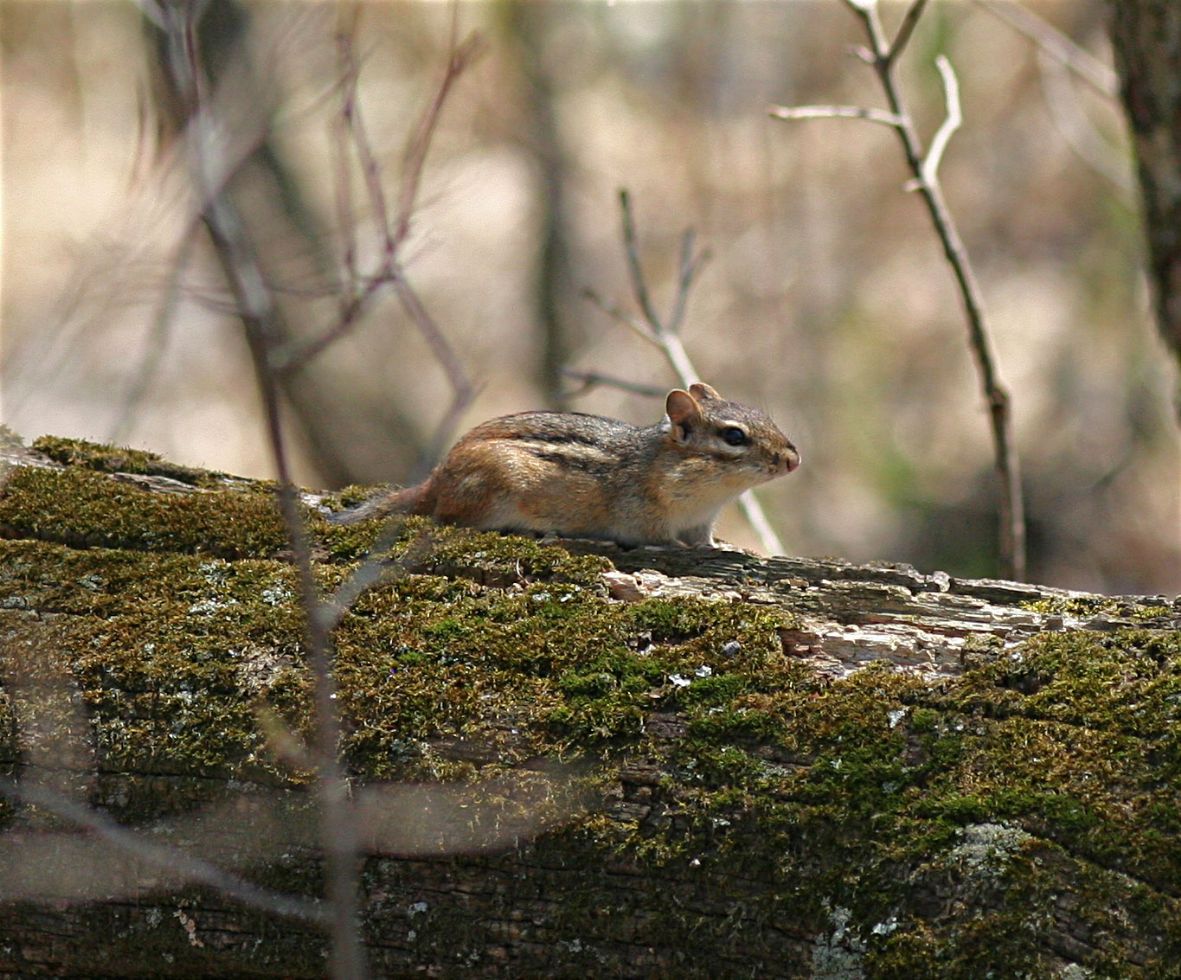 Chipmunk