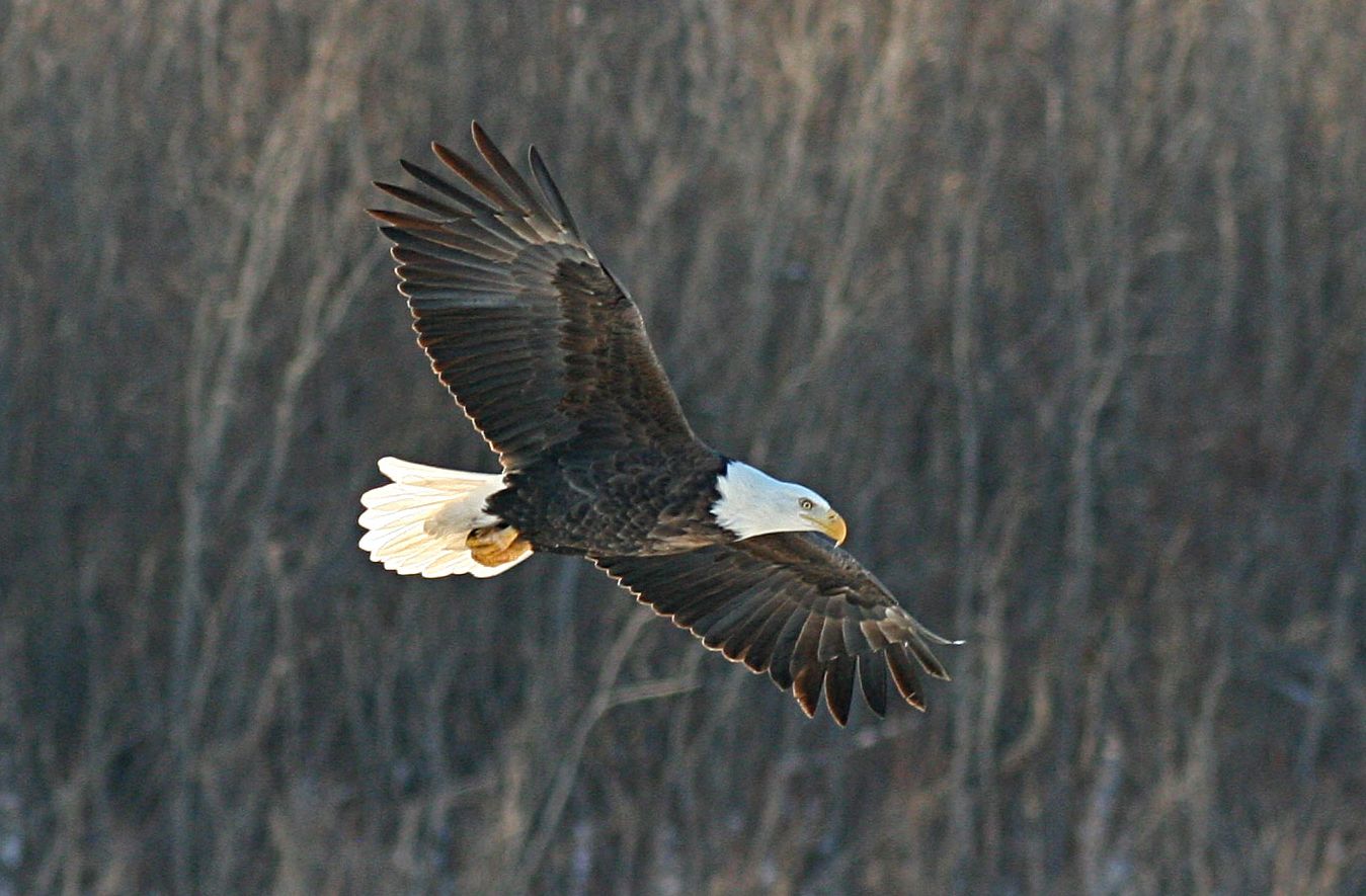 Eagle in Flight