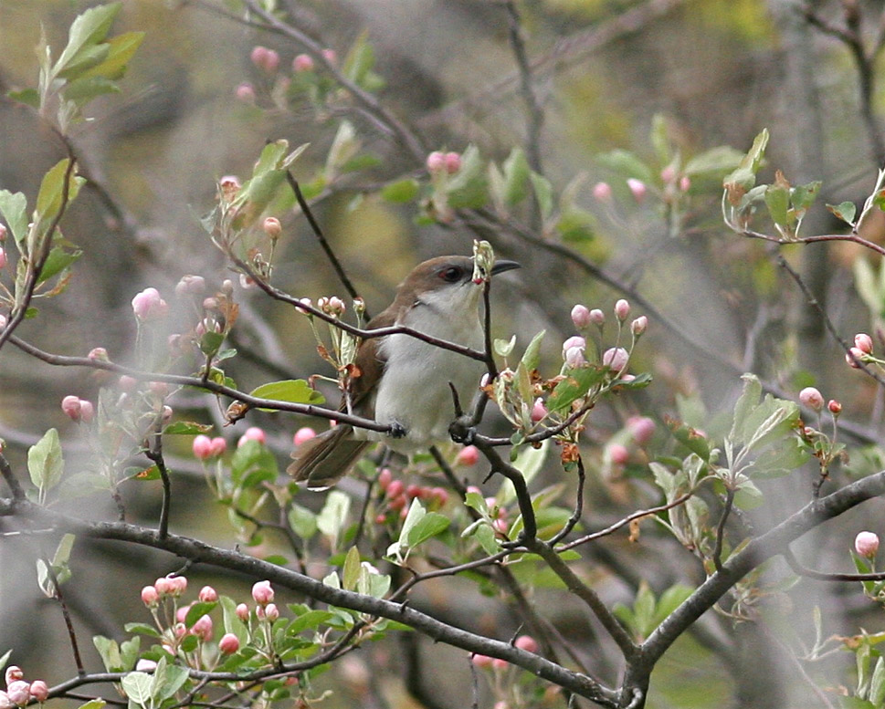 Black-billed Cuckoo II