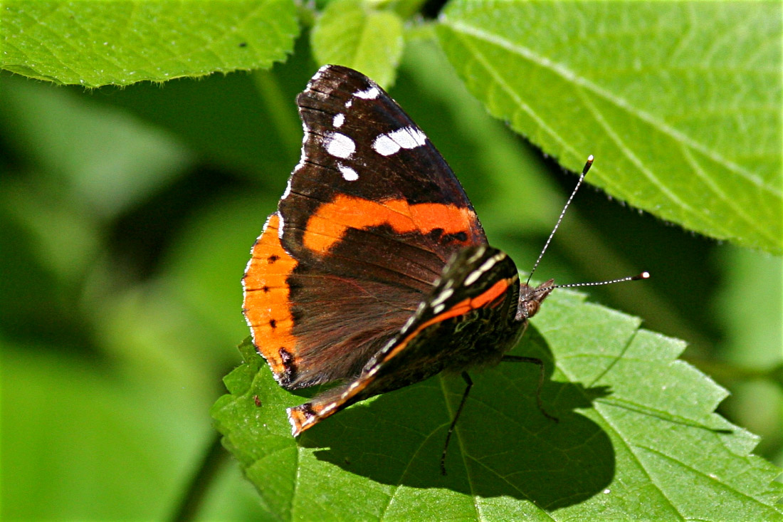 Red Admiral