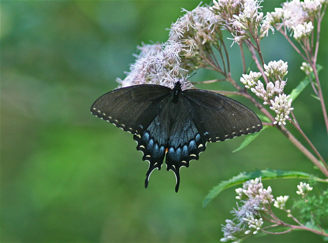 Butterfly on Milkweed
