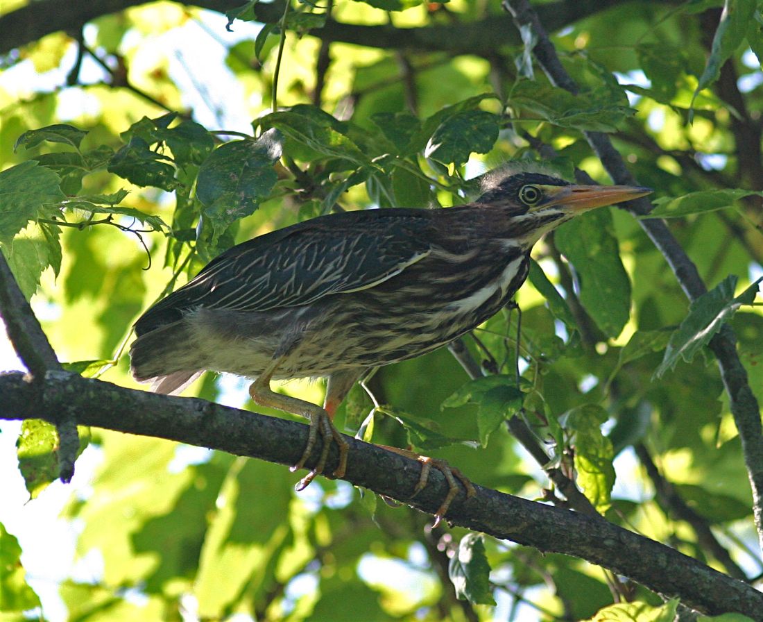 Young Green Heron