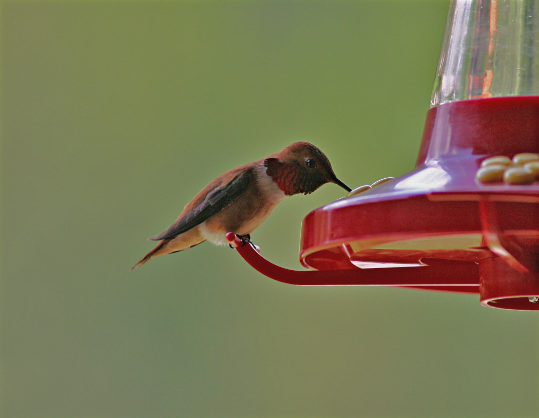 Rufous Hummer - 1