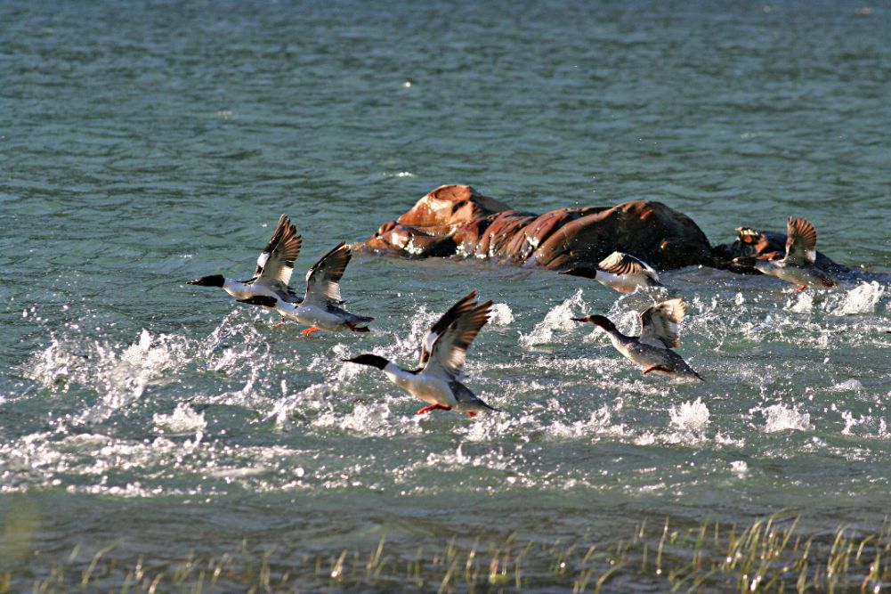 Merganzers in Flight - 2