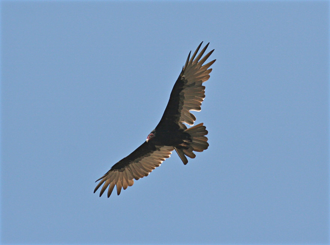 Turkey Vulture