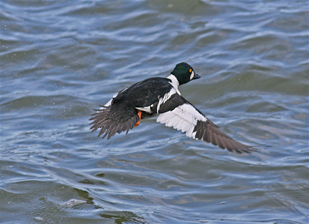 Goldeneye takeoff