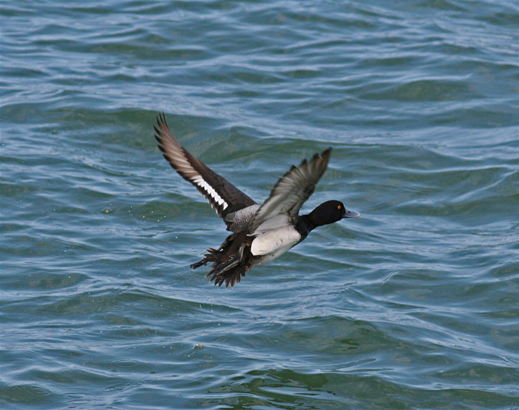 Scaup in Flight II