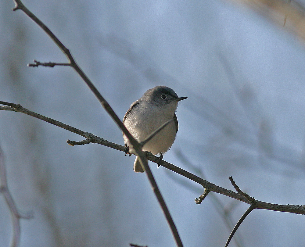 Blugrey Gnatcather at morning