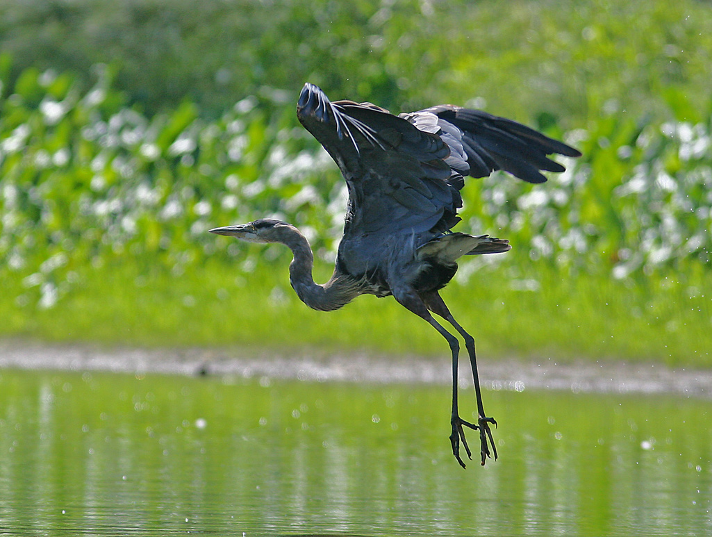 Blue Heron Takeoff II