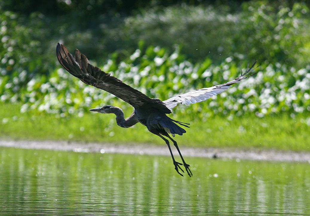 Blue Heron Takeoff III