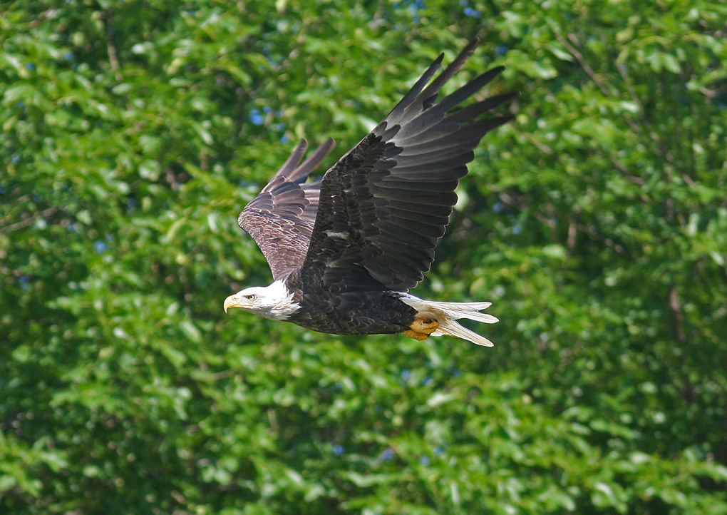 Eagle Flight II