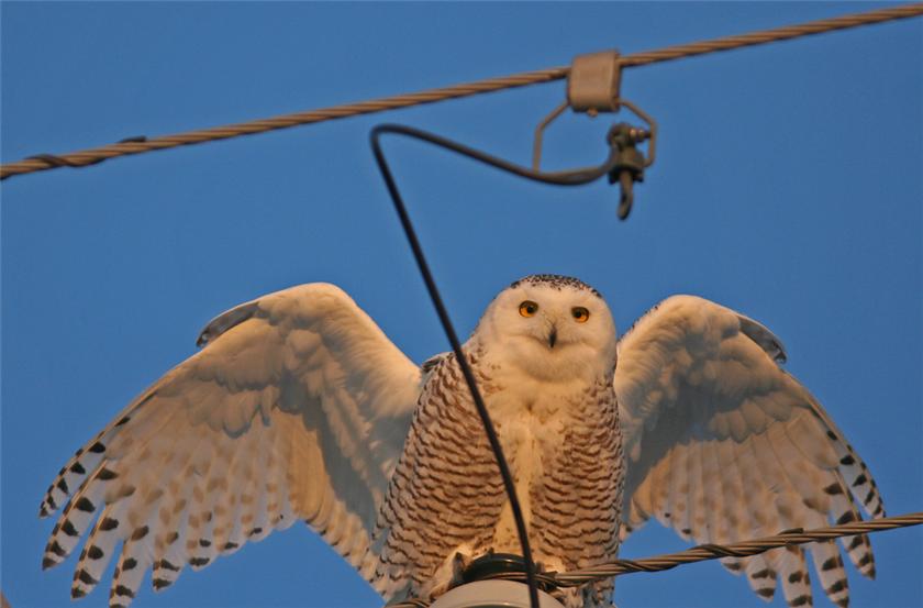 Coming in for a Landing II