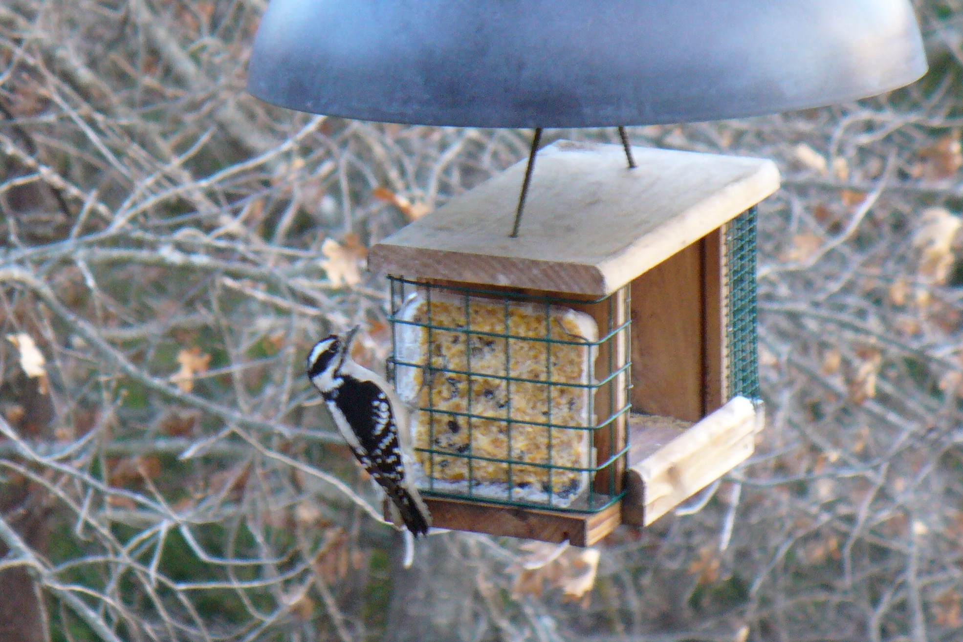Spring Woodpecker