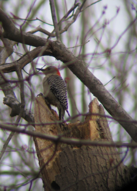 Red-bellied Woodpecker