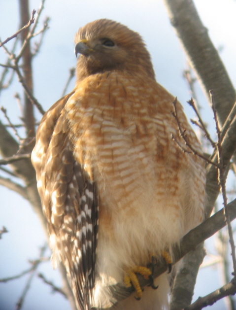 Red Tailed Hawk