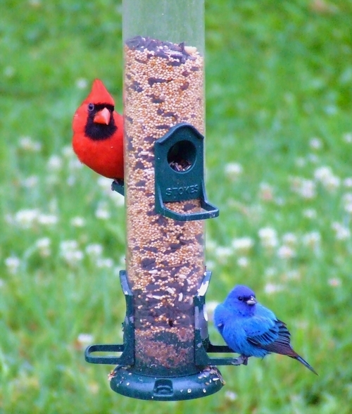 Male Cardinal and Indigo Bunting