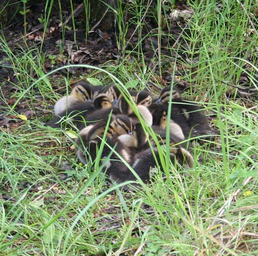 young duck