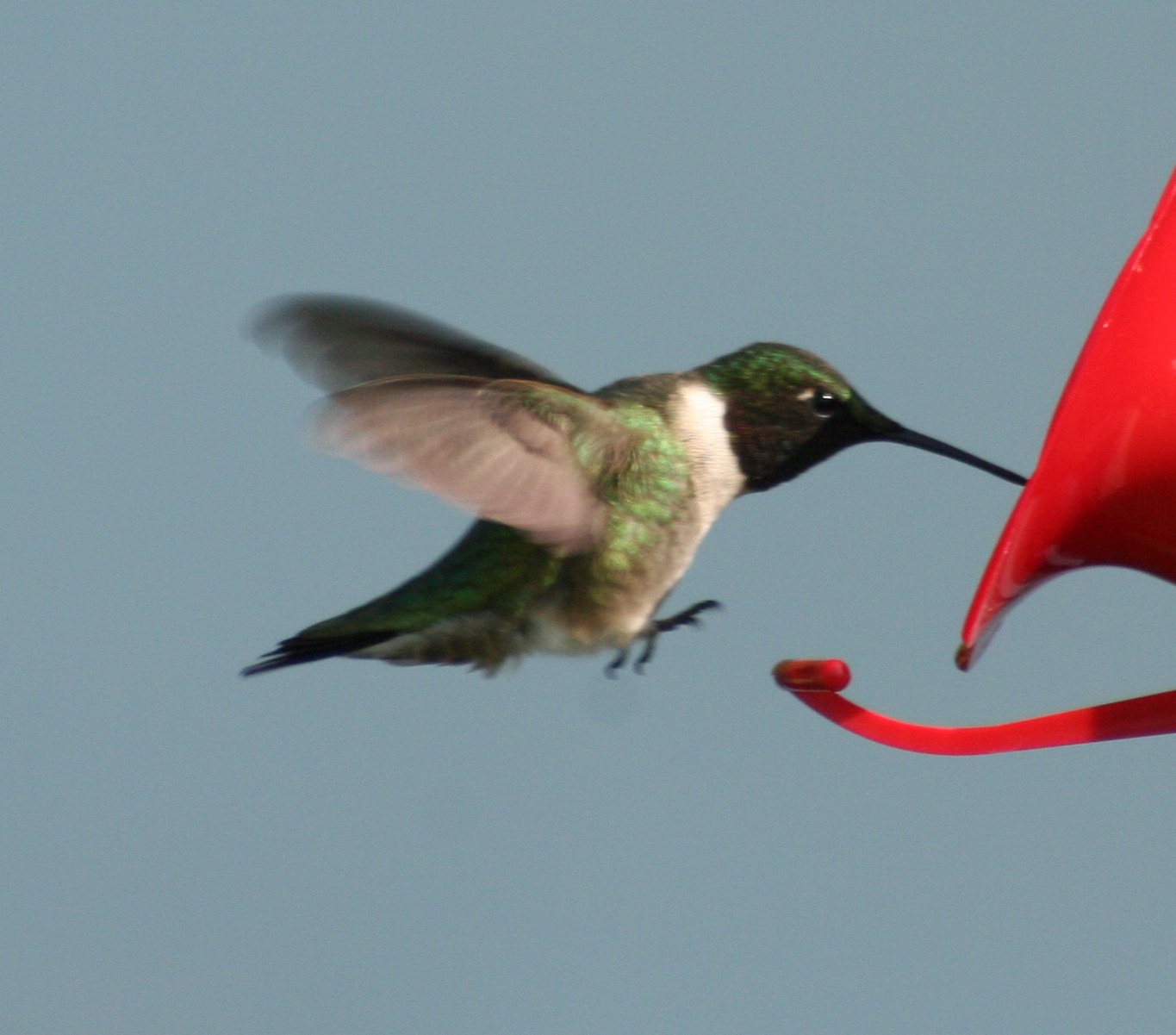 humingbird