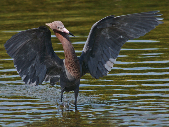 redish egret