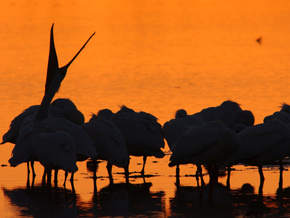 pelican yawn
