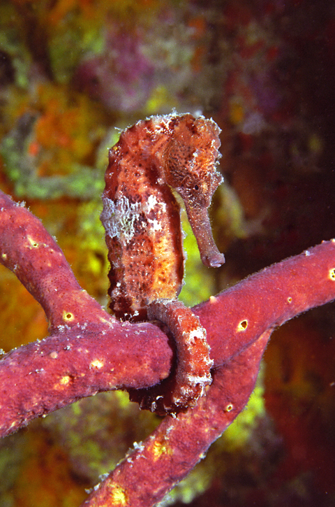 seahorse