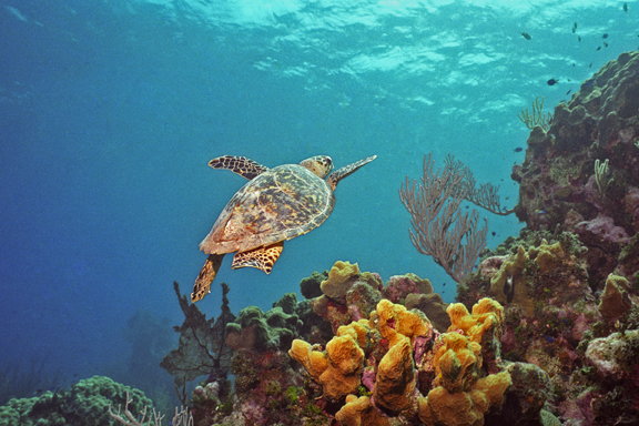Bloody Bay Wall Turtle