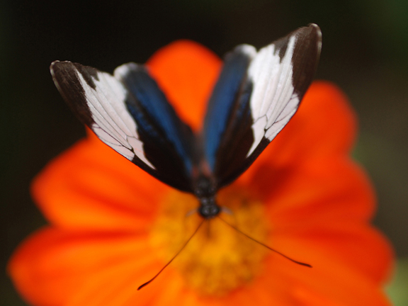 butterfly
