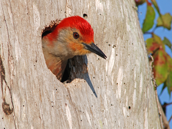 curious red-bellied