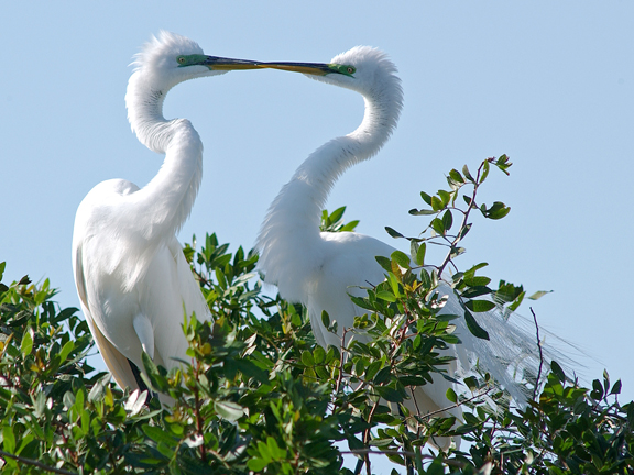 egret kiss