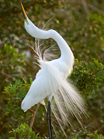 proud egret