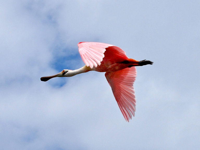 Roseate Spoonbill