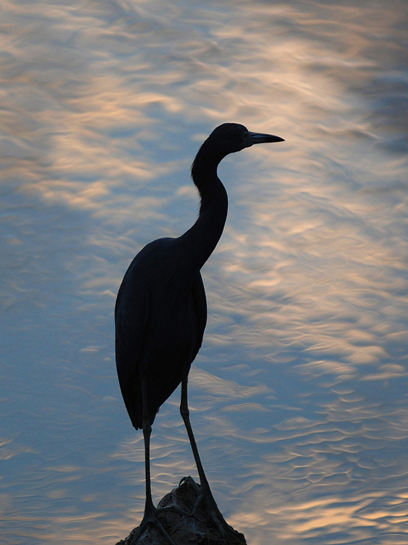 heron sunset