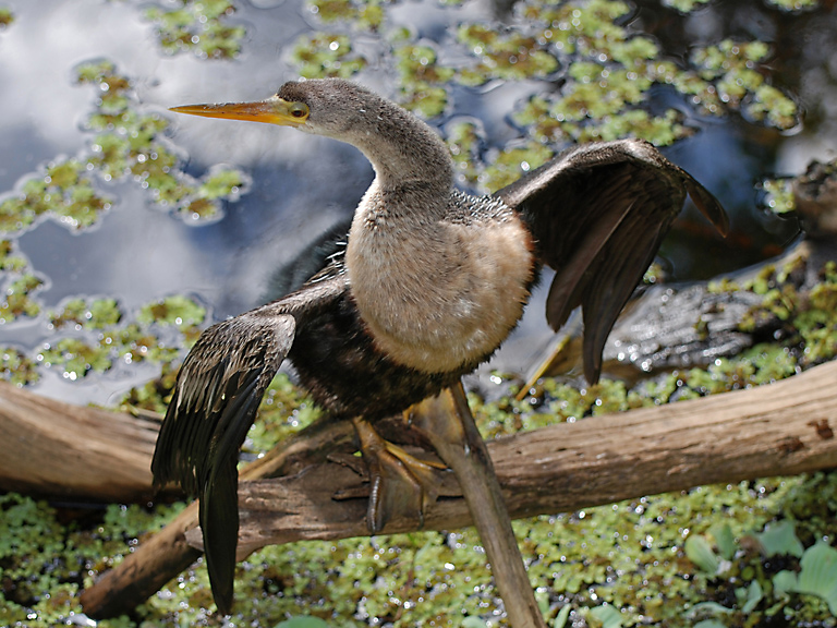 female anhinga