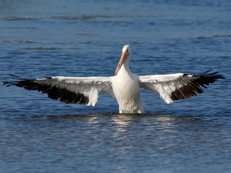 Pelican Crossing Guard