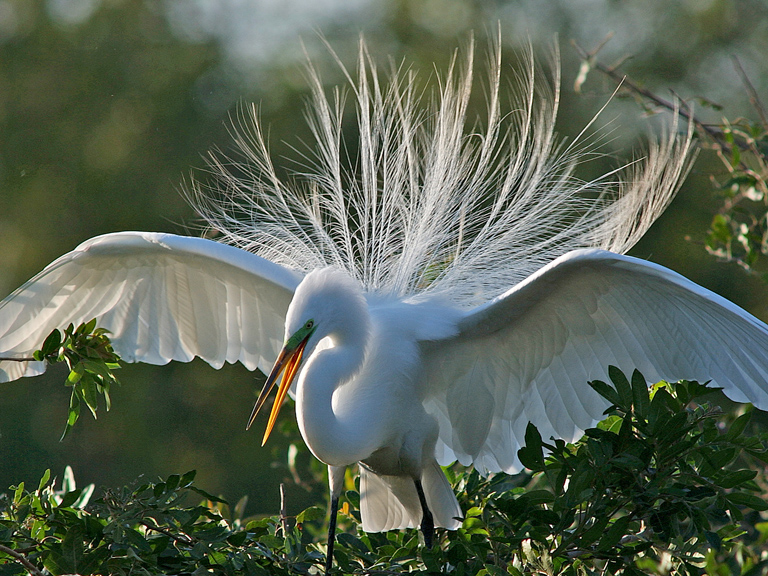 mad egret