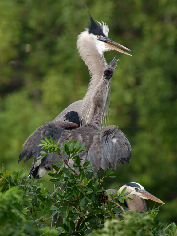 juvenile feeding