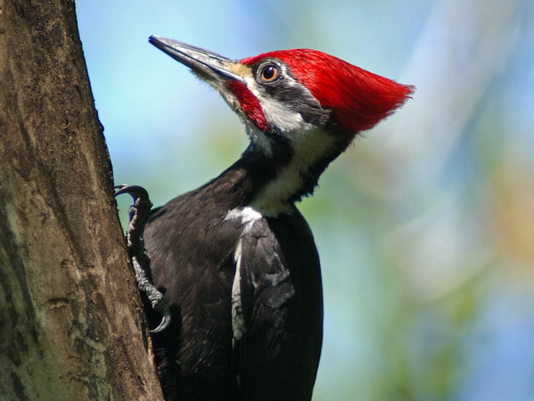 pileated woodpecker