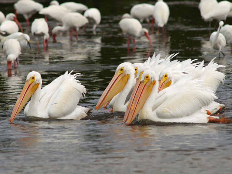 White Pelicans