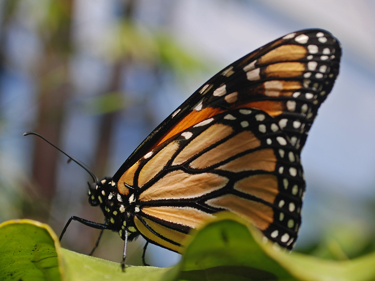 butterfly