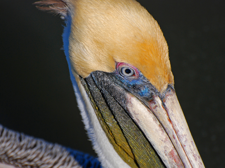 bad pelican eye make-up