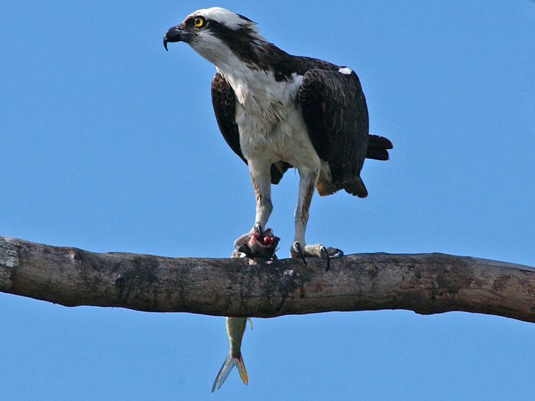 Osprey sushi
